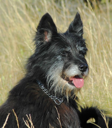 Blacky fue recogido de cachorro en una playa de Murcia. Tenía una cadera rota y muchas heridas de pedradas. El veterinario lo deshaució, pero mi mujer consiguió sacarlo adelante con mil cuidados. Es el perro más listo y leal que hemos tenido.